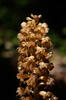 Bird's-nest Orchid