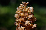 Bird's-nest Orchid