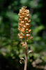 Bird's-nest Orchid