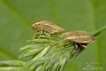 Bishop’s Mitre Shield-bug