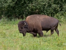 Bison amerika