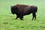 Bison amerika