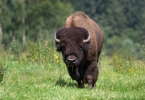 Bison bison