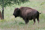 Bison bison