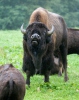 Bison bison