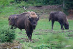 Bison bonasus