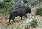 Bison bonasus