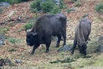 Bison bonasus