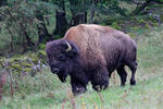 Bison d'Amérique du Nord