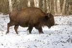 Bison d'Amérique du Nord