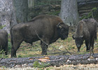 Bison d'Europe