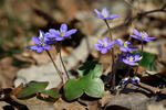 Blå anemone - Leverurt