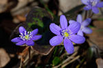 Blå anemone - Leverurt