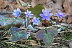 Blå anemone - Leverurt