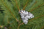 Black Arches