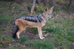 Black-backed Jackal