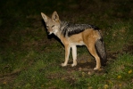 Black-backed Jackal