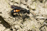 Black Banded Spider Wasp