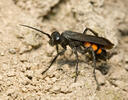 Black Banded Spider Wasp