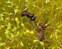 Black Banded Spider Wasp