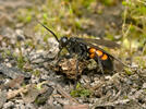 Black Banded Spider Wasp