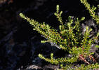 Black Crowberry