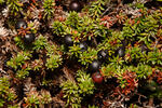 Black Crowberry