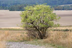 Black Elder