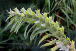 Black Henbane