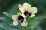 Black Henbane