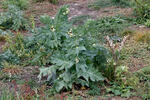 Black Henbane