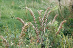 Black Henbane