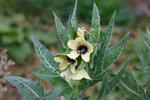 Black Henbane