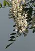 Black Locust