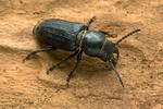 Black Longicorn Beetle