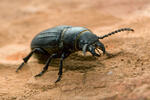 Black Longicorn Beetle