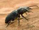 Black Longicorn Beetle