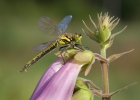 Black Meadowhawk