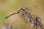 Black Meadowhawk