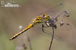 Black Meadowhawk