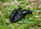 Black Oil Beetle