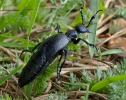 Black Oil Beetle