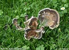 Black Staining Polypore