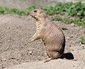 Black-tailed Prairie Dog