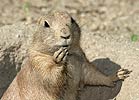 Black-tailed Prairie Dog