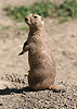 Black-tailed Prairie Dog