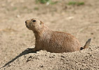 Black-tailed Prairie Dog