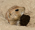 Black-tailed Prairie Dog