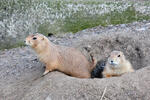 Black-tailed Prairie Dog