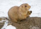 Black-tailed Prairie Dog